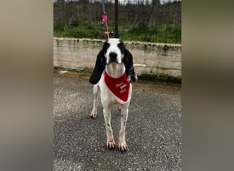 Ariel - aktiv, liebevoll, verschmust