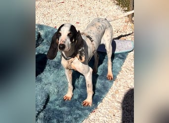 Ariel - aktiv, liebevoll, verschmust