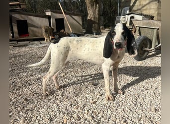 Ariel - aktiv, liebevoll, verschmust