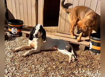 Ariel - aktiv, liebevoll, verschmust