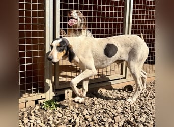 CHARLES - so lieb und ruhig