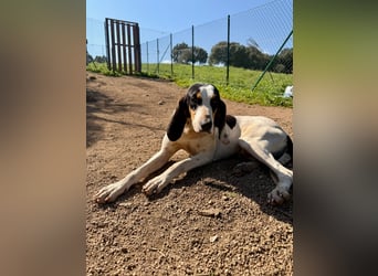 CHARLES - so lieb und ruhig