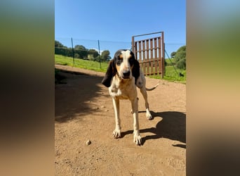 CHARLES - so lieb und ruhig