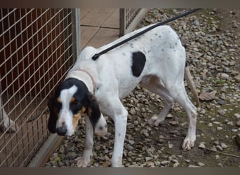 CHARLES - so lieb und nett