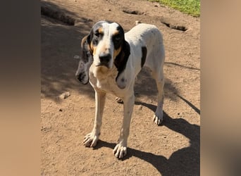 CHARLES - so lieb und ruhig