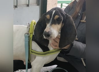 Amelie - liebevolle, menschenbezogene Hündin