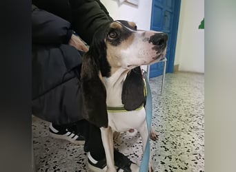 Amelie - liebevolle, menschenbezogene Hündin