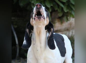 Peter - ein Lächeln auf vier Beinen! Jetzt fehlt nur noch ein Zuhause