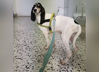 Amelie - liebevolle, menschenbezogene Hündin