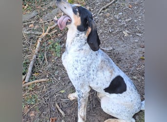 Red - lebensfroh trotz Zwinger,  Red wartet auf sein erstes richtiges Zuhause
