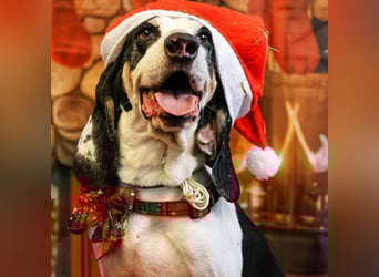 Peter - bewirbt sich als Gesangspartner! Entspannt und immer fröhlich wartet auf deinen? Anruf!