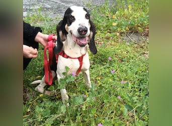 Peter - ein Lächeln auf vier Beinen! Jetzt fehlt nur noch ein Zuhause