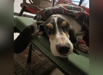 Amelie - liebevolle, menschenbezogene Hündin