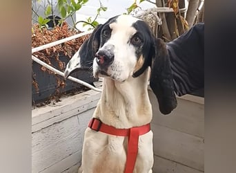 Peter - ein Lächeln auf vier Beinen! Jetzt fehlt nur noch ein Zuhause