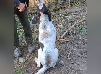 Red - lebensfroh trotz Zwinger,  Red wartet auf sein erstes richtiges Zuhause
