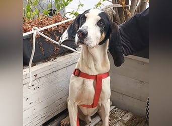 Peter - ein Lächeln auf vier Beinen! Jetzt fehlt nur noch ein Zuhause