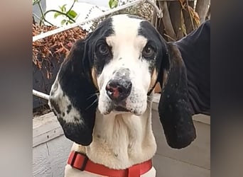 Peter - ein Lächeln auf vier Beinen! Jetzt fehlt nur noch ein Zuhause