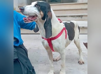 Peter - ein Lächeln auf vier Beinen! Jetzt fehlt nur noch ein Zuhause