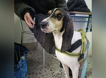 Amelie - liebevolle, menschenbezogene Hündin