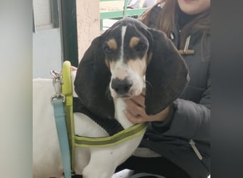 Amelie - liebevolle, menschenbezogene Hündin