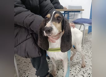 Amelie - liebevolle, menschenbezogene Hündin