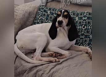 Amelie - liebevolle, menschenbezogene Hündin