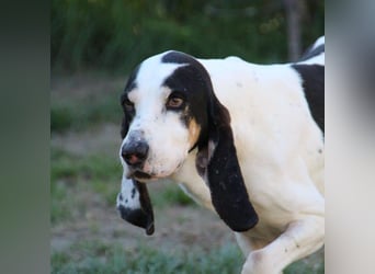 Peter - ein Lächeln auf vier Beinen! Jetzt fehlt nur noch ein Zuhause