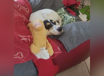 Amelie - liebevolle, menschenbezogene Hündin