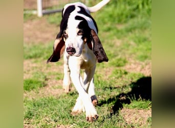 Peter - ein Lächeln auf vier Beinen! Jetzt fehlt nur noch ein Zuhause