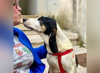 Peter - ein Lächeln auf vier Beinen! Jetzt fehlt nur noch ein Zuhause