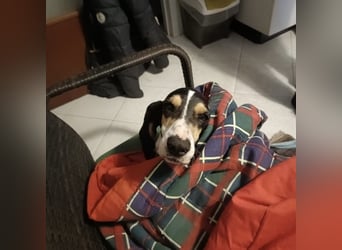 Amelie - liebevolle, menschenbezogene Hündin