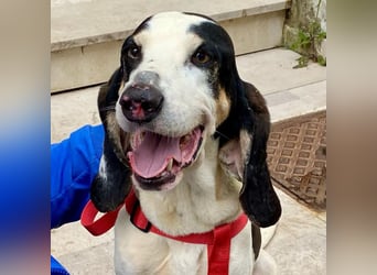 Peter - ein Lächeln auf vier Beinen! Jetzt fehlt nur noch ein Zuhause