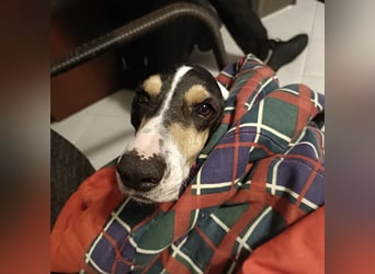 Amelie - liebevolle, menschenbezogene Hündin