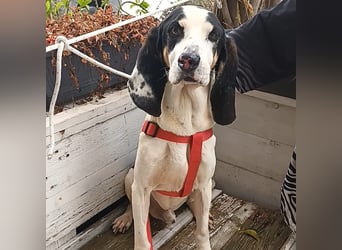 Peter - ein Lächeln auf vier Beinen! Jetzt fehlt nur noch ein Zuhause