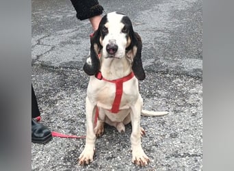 Peter - ein Lächeln auf vier Beinen! Jetzt fehlt nur noch ein Zuhause