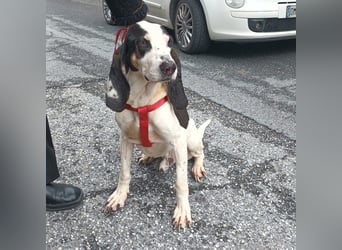 Peter - ein Lächeln auf vier Beinen! Jetzt fehlt nur noch ein Zuhause