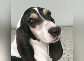 Amelie - liebevolle, menschenbezogene Hündin