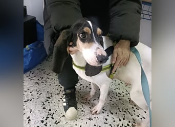 Amelie - liebevolle, menschenbezogene Hündin