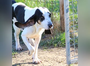 Peter - ein Lächeln auf vier Beinen! Jetzt fehlt nur noch ein Zuhause