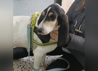 Amelie - liebevolle, menschenbezogene Hündin