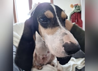 Amelie - liebevolle, menschenbezogene Hündin