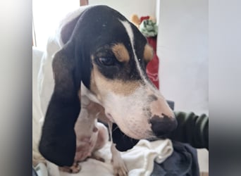 Amelie - liebevolle, menschenbezogene Hündin