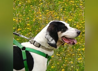 Peter - bewirbt sich als Gesangspartner! Entspannt und immer fröhlich wartet auf deinen? Anruf!