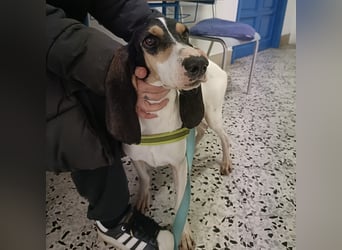 Amelie - liebevolle, menschenbezogene Hündin