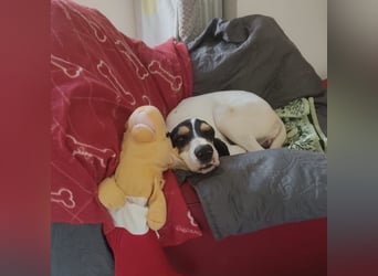 Amelie - liebevolle, menschenbezogene Hündin