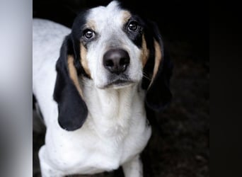 Red - lebensfroh trotz Zwinger,  Red wartet auf sein erstes richtiges Zuhause