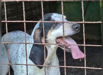 Red - lebensfroh trotz Zwinger,  Red wartet auf sein erstes richtiges Zuhause