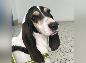 Amelie - liebevolle, menschenbezogene Hündin