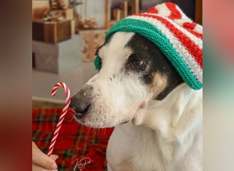 Peter - bewirbt sich als Gesangspartner! Entspannt und immer fröhlich wartet auf deinen? Anruf!