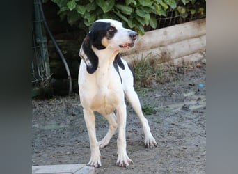 Peter - ein Lächeln auf vier Beinen! Jetzt fehlt nur noch ein Zuhause